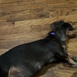 Skye   Unregistered - Dachshund