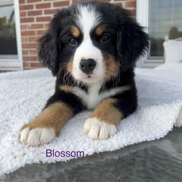 Bernese Mountain Dog Puppies from Blue Ridge Bernese