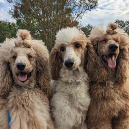 Poodles from Celestial Jewels Poodles