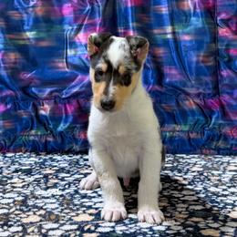 Lafitte - Blue merle white and tan male Collie puppy in Dickson, Tennessee from Ceilidh Collies