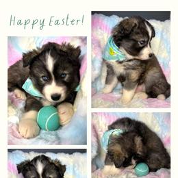 Thorn - Agouti and white male Siberian Husky puppy in Florence, Kentucky from Moonlight Howl Huskies