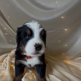 Honor - Black rust and white male Bernese Mountain Dog puppy in Redlands, California from Country Feels Ranch