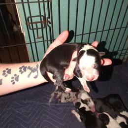 Australian Shepherd and Great Dane Puppies from AEW Farm