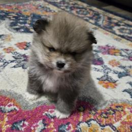Casanova - Wolf sable male Pomeranian puppy in Decatur, Alabama from Ruby's Pomeranians