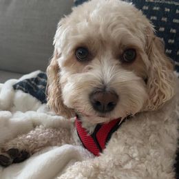 Cockapoo, Cocker Spaniel, and Poodle All Grown Up from The Cocker Cingdom