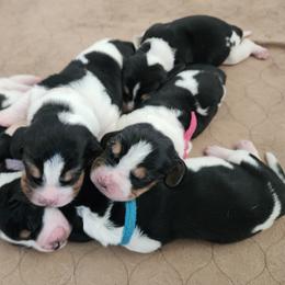 Purple - Black tan and white female Basset Hound puppy in Camp Verde, Arizona from Robbs Ranch Bassets