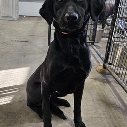 Jewel - Labrador Retriever