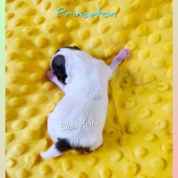 Princeton - Cream sable parti male Pomeranian puppy in Ponca City, Oklahoma from Bliss Acres Farm