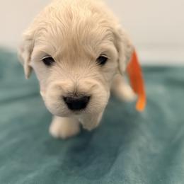 Orange - Light golden male Golden Retriever puppy in Brewster, Washington from AB & Co. Goldens