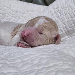 Pearl - White female Poodle puppy in Conroe, Texas from Pear house farm
