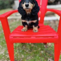 Lemon - Black and cream female Dachshund puppy in Tyrone, Pennsylvania from Hickory Hollow Dachshunds