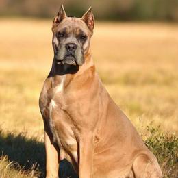 Psycha - Cane Corso