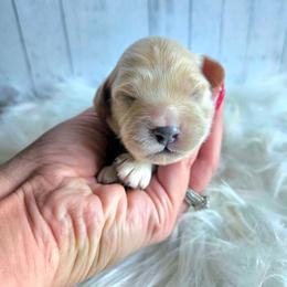 Aspen - Apricot male Cavapoo puppy in London, Kentucky from Blue Meadow Puppies
