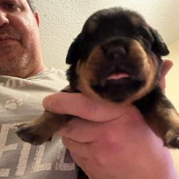 Green boy - Black and mahogany male Rottweiler puppy in Colorado Springs, Colorado from Von Locher Rotties
