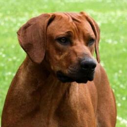 Django  - Rhodesian Ridgeback