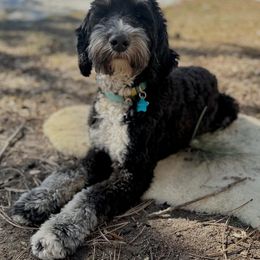Molly - Bernedoodle