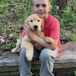 Blue Boy - Golden male Golden Retriever puppy in Silver Lake, Indiana from Seven Hills Goldens