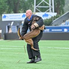 Leroy - Belgian Malinois