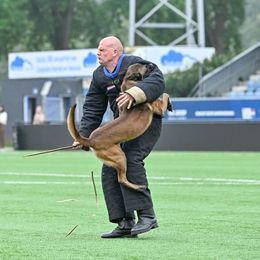 Leroy - Belgian Malinois