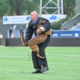 Leroy - Belgian Malinois