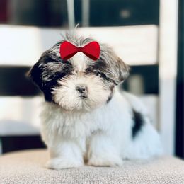 Girl 1 - Sable and white female Shih Tzu puppy in Seguin, Texas from Dolled Up Shih Tzus