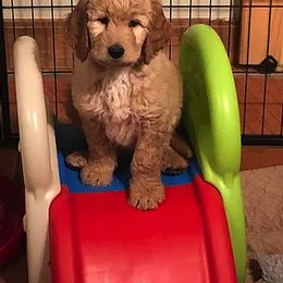 Goldendoodle and Labradoodle Puppies from DJ’s Doodles