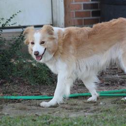 Halo - Border Collie