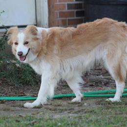 Halo - Border Collie