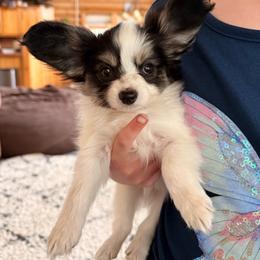 Jasmine - White black and tan female Papillon puppy in Powell, Wyoming from Heart Mountain Kennels