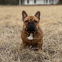 Fatpatch - French Bulldog