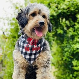 Minnie - Goldendoodle