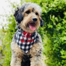 Minnie - Goldendoodle