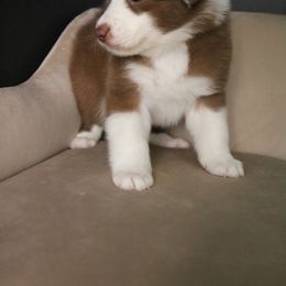 Australian Shepherd Puppies from Kiki's Aussies