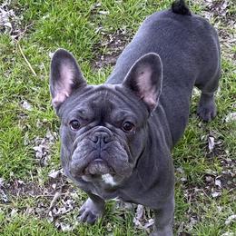 Sunny - French Bulldog
