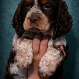Kiwi - Liver white and roan male English Springer Spaniel puppy in Florida from Thunderbird Springers