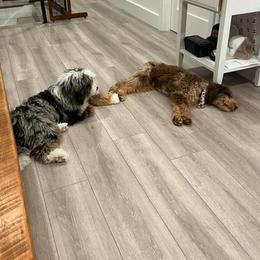 Bernedoodle Puppies from Over the Moon Poodles and Doodles