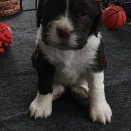 English Springer Spaniel, Field Spaniel, and Labrador Retriever Puppies from Three Doves