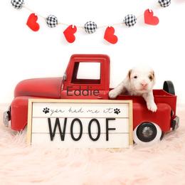 Eddie - Parti male Goldendoodle puppy in Spanish Fork, Utah from Oodles of Floofy Doodles