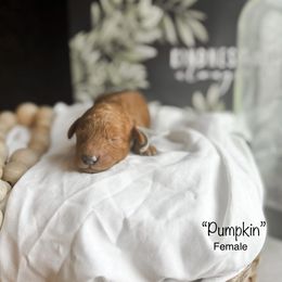 “Pumpkin” - Red  Goldendoodle puppy in Cleburne, Texas from Garrett Family Doodles