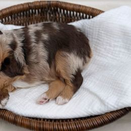 Boy 3 - Red merle male Aussiedoodle puppy in Manteca, California from Silva Ranch Doodles