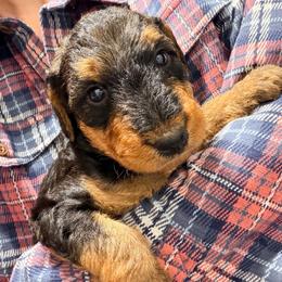 Mr Orange - Black and tan male Airedale Terrier puppy in Mooresville, North Carolina from Farm 55