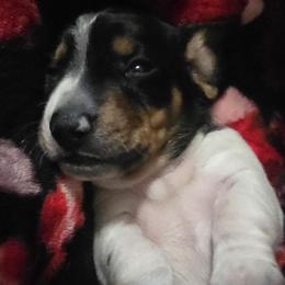 Jingle - Piebald male Dachshund puppy in Oklahoma City, Oklahoma from Hamm Weenies  AKC (Dachshunds)