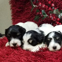 Miniature Schnauzer Puppies from My Amazing Miniature Schnauzers
