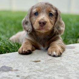Dachshund Puppies from Gem State Mini Dachshunds