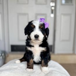 Venice - Tri-color female Bernedoodle puppy in West Haven, Utah from Split Mountain Doodles