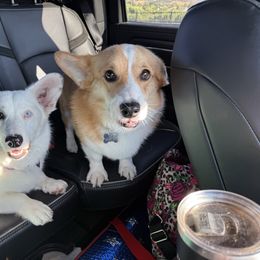 Elsa - Cardigan Welsh Corgi