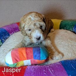 Jasper - Buff male Cockapoo puppy in Sunset, Louisiana from Cano Cockapoos