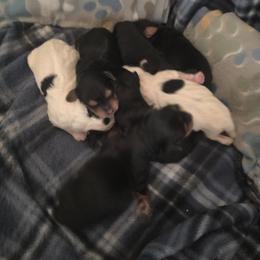 Yorkipoo and Yorkshire Terrier Puppies from Sonshine Yorkies