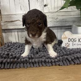 Brown Collar Boy 2150.00 - Chocolate male Cavapoo puppy in Alvin, Texas from JP Southern Doodles