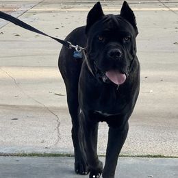 Cane Corso from Deserts Emerald Corsos